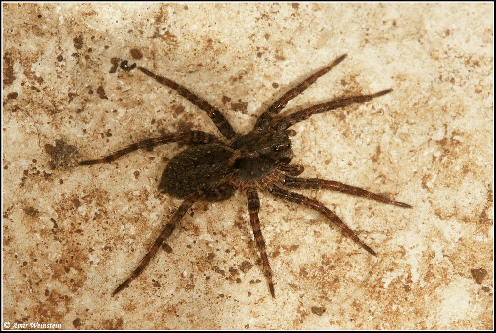Araneae d''Israele